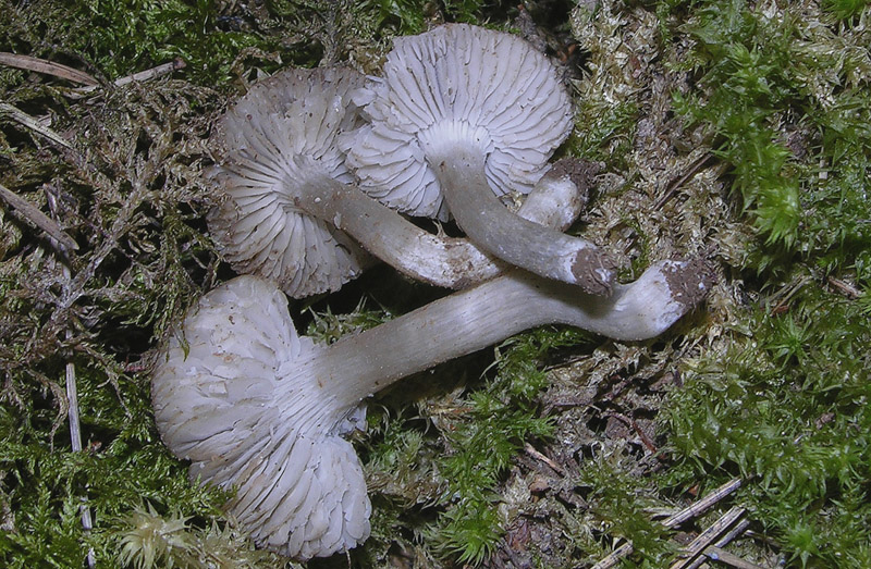 Tricholoma da determinare.